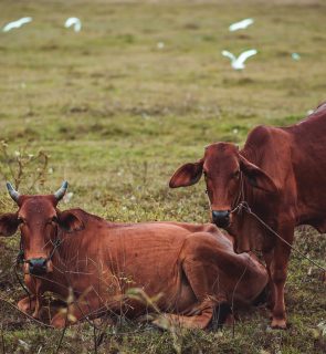 bovine-mammal-pasture-horn-ox-calf-1497023-pxhere.com