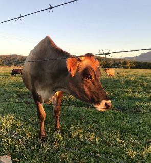 bovine-sky-pasture-natural-environment-grass-nose-dairy-cow-snout-grassland-grazing-ranch-eye-livestock-farm-meadow-rural-area-cow-goat-family-landscape-ear-clo