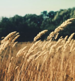 grass-plant-field-wheat-grain-prairie-98987-pxhere.com