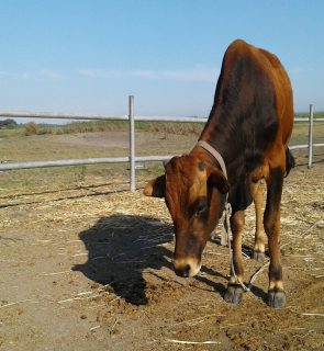 livestock-cows-sky-ecoregion-fence-working-animal-1643956-pxhere.com