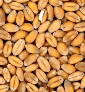 plant-wheat-meal-food-produce-crop-1157493-pxhere.com