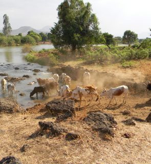 river-wildlife-livestock-africa-agriculture-cows-758988-pxhere.com